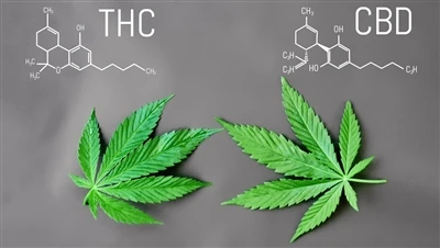Wat is het verschil tussen THC en CBD