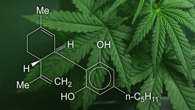 CBD, marihuana en hennep: wat is het verschil tussen deze cannabisproducten e...