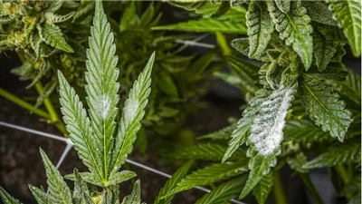 Hoe u hoogwaardige CBD-producten kunt vinden