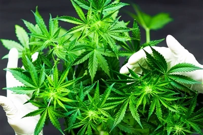 Hoe beïnvloedt cannabisgebruik de gezondheid van de hersenen? Voorzichtigheid...