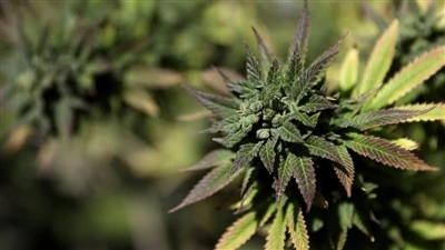 Wat is het endocannabinoïdesysteem? (ECS)