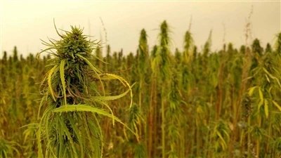 Laatste nieuws over CBD: Canadese cannabisbedrijven trekken zich terug van de...
