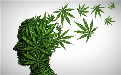 Hoe CBD-olie te gebruiken voor optimale voordelen: volledige gids?
